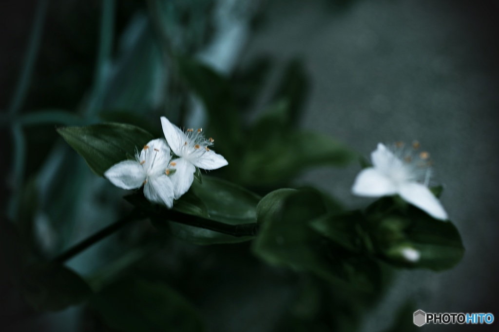 常盤露草①