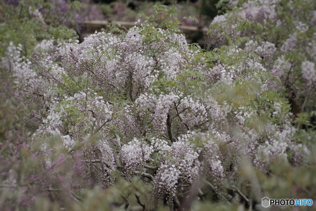 萬葉植物園藤の園