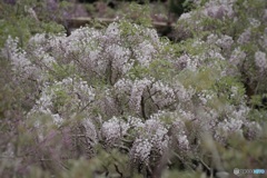 萬葉植物園藤の園