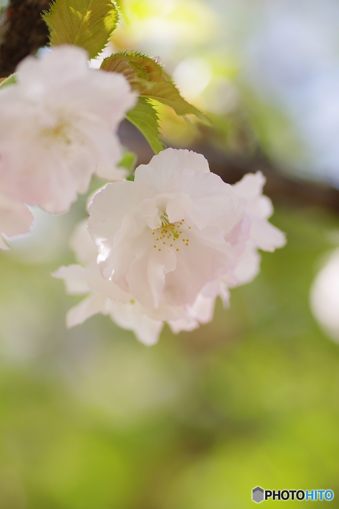 今年の花「牡丹」