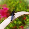 シオカラさんもサツキ見物