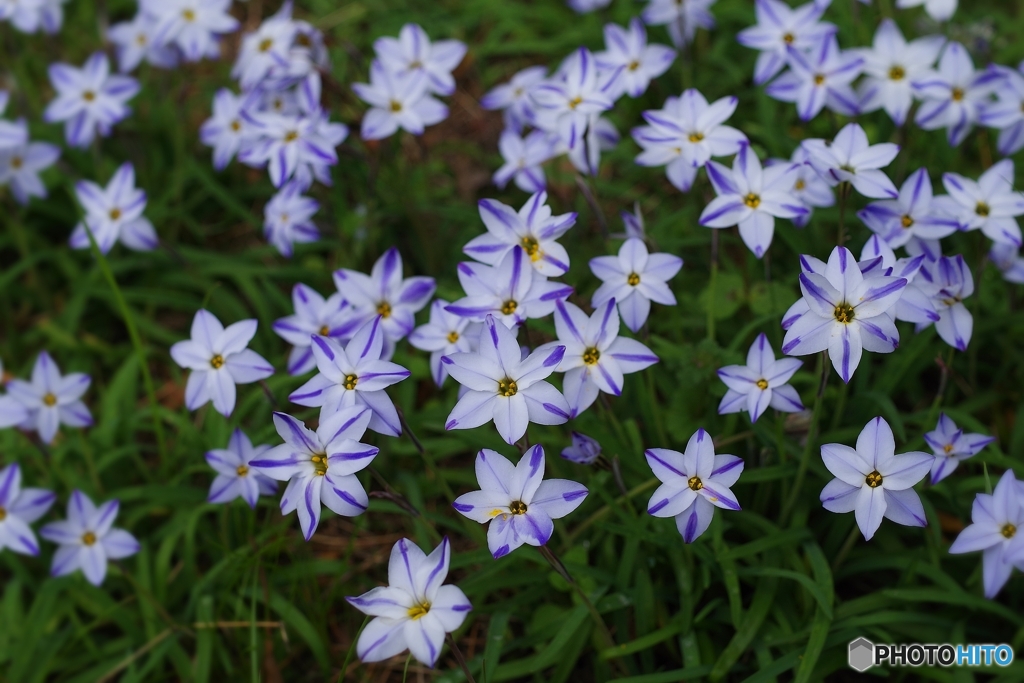 草むらの蒼い星たち