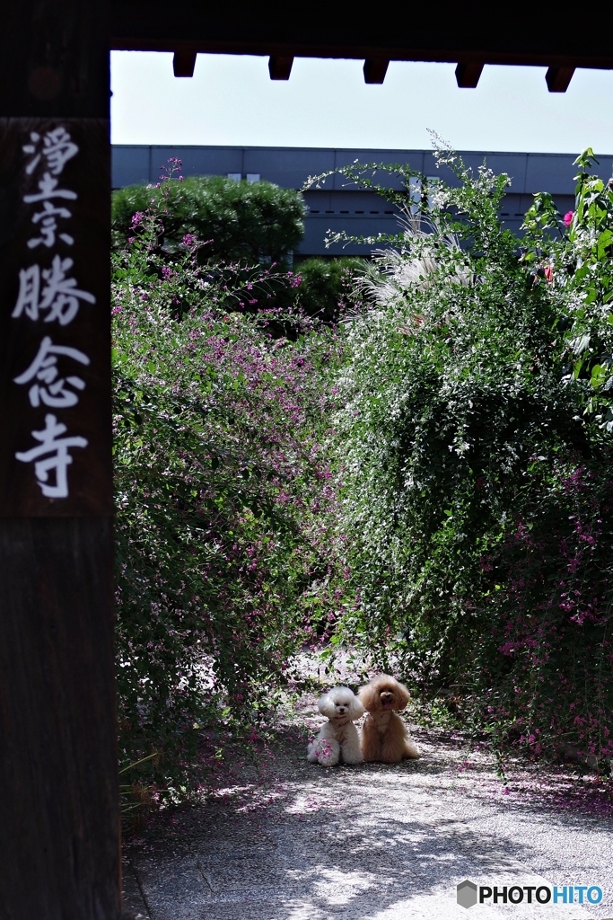 勝念寺 「萩振る舞い」にて