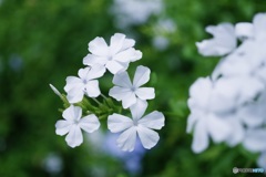 瑠璃茉莉・白花