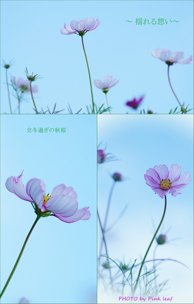 ～ 揺れる想い ～ 