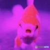 暑中お見舞い申し上げます。