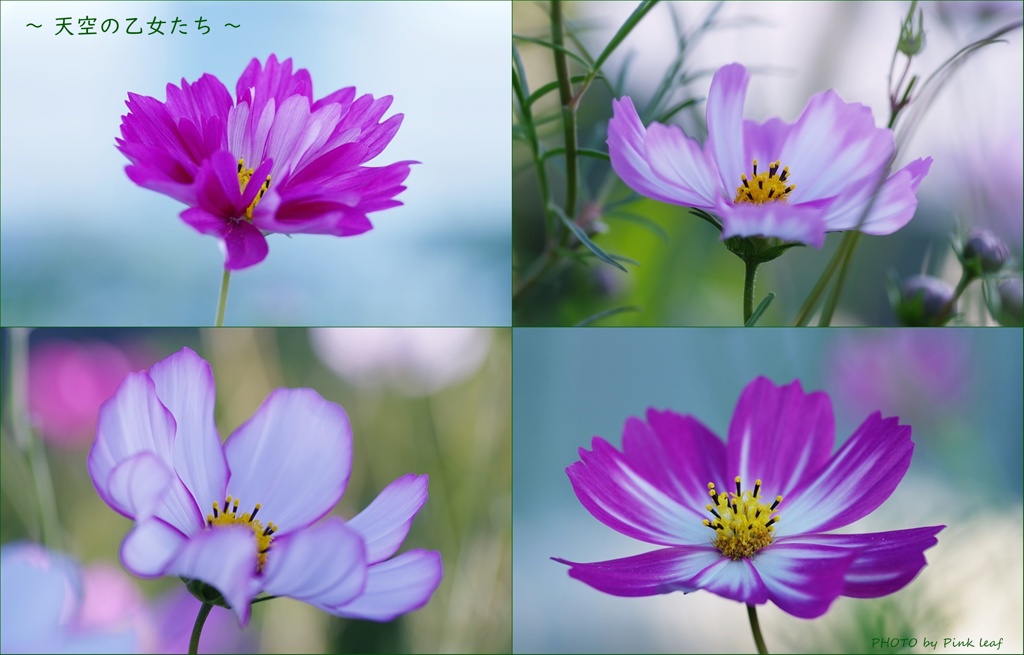～ 天空の乙女たち ～ 