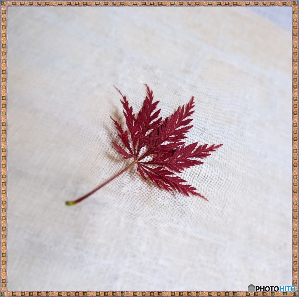 落ち葉ひとひら 往く年