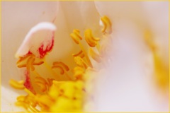 ディスティニー