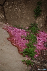 花溜まり