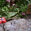 だるまさんと季節の花 レンギョウ クリスマスローズ