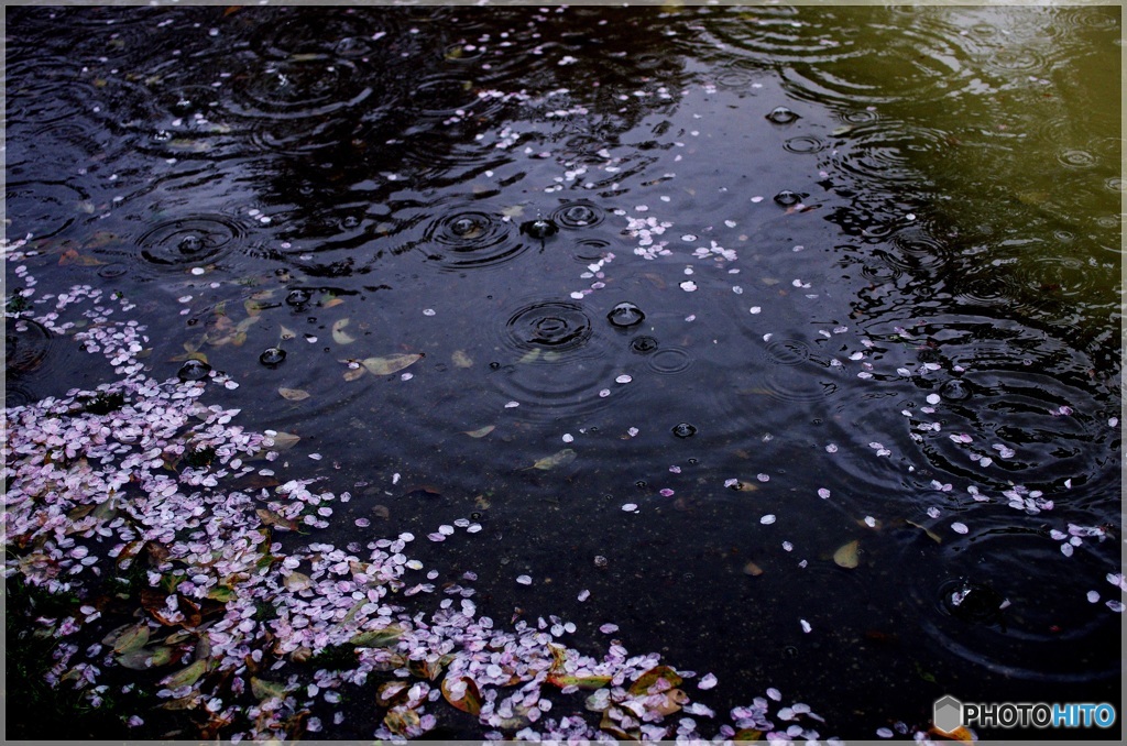 大きな水たまりの花筏②