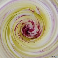 ラナンキュラス 晴れやかな魅力