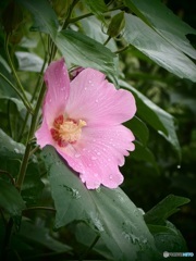 雨に咲く花