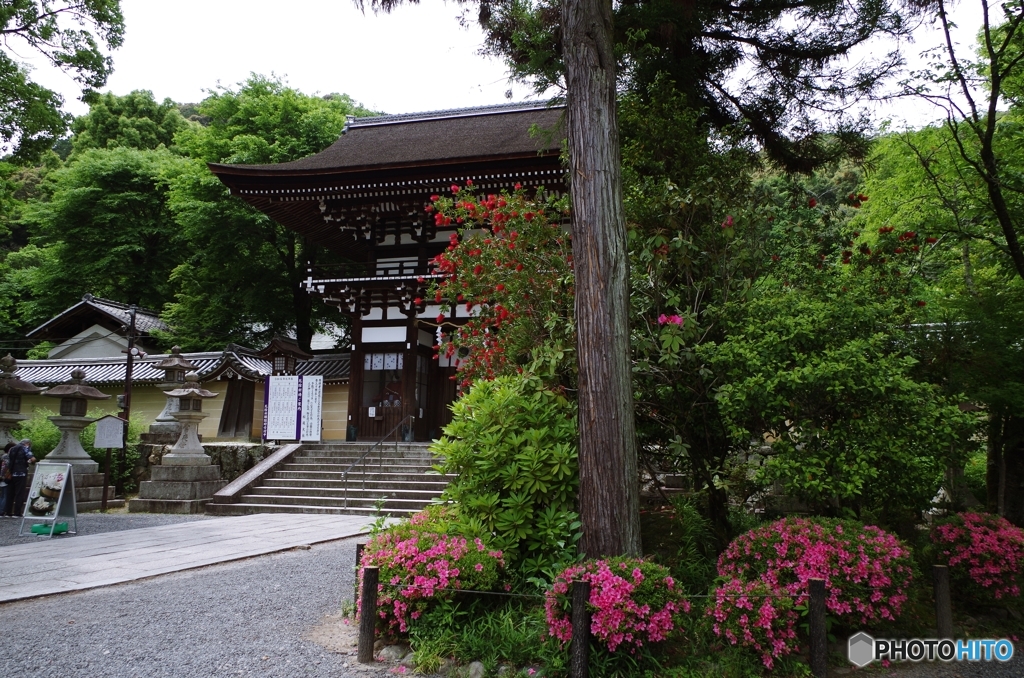 松尾大社楼門 初夏の彩り