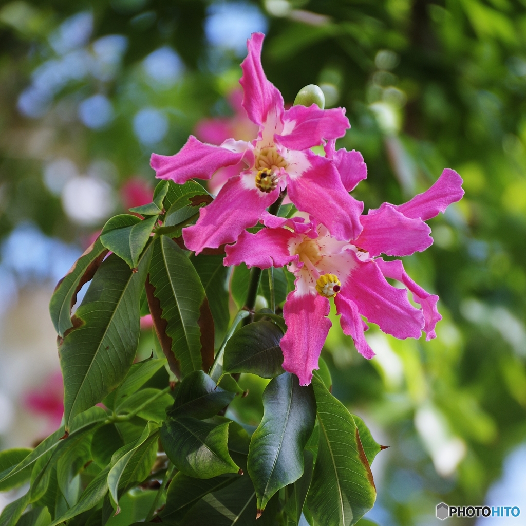 華やかにトックリキワタ