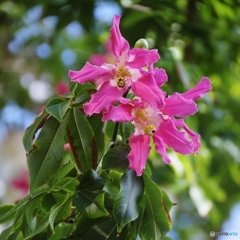 華やかにトックリキワタ