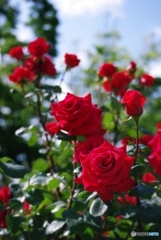 中之島バラ園 情熱の赤い薔薇