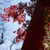 鳥居から見あげる紅葉