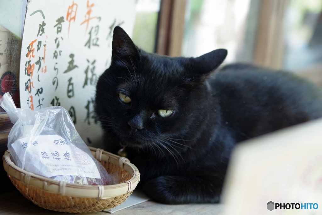 受付嬢(=^・^=)