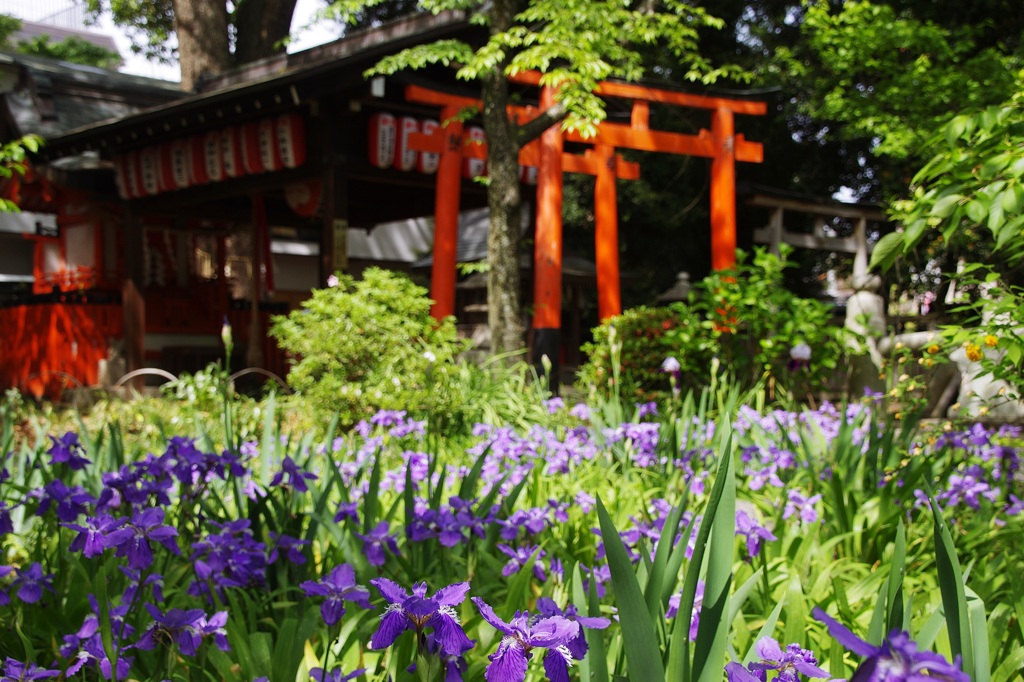 イチハツ@平野神社