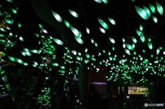 アクアリウム atoa①