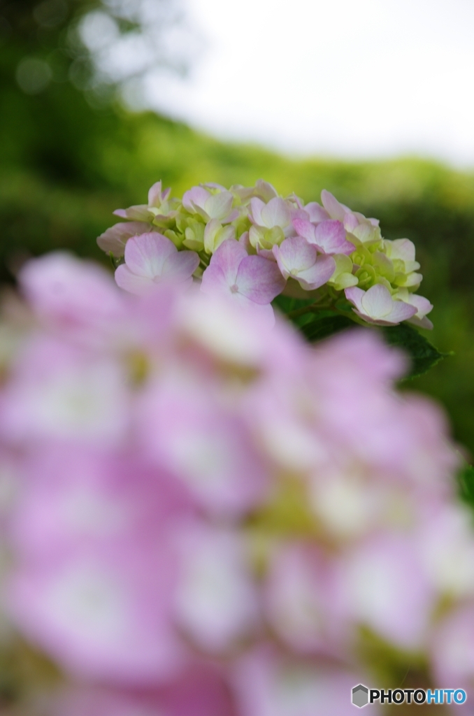 菖蒲園の紫陽花