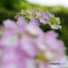 菖蒲園の紫陽花