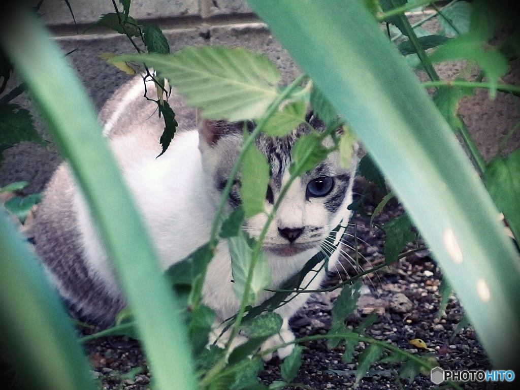 草むらに潜む美猫さん