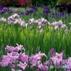 滝谷菖蒲園