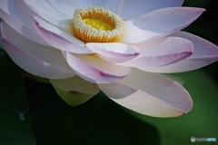 花托