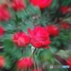 情熱の薔薇