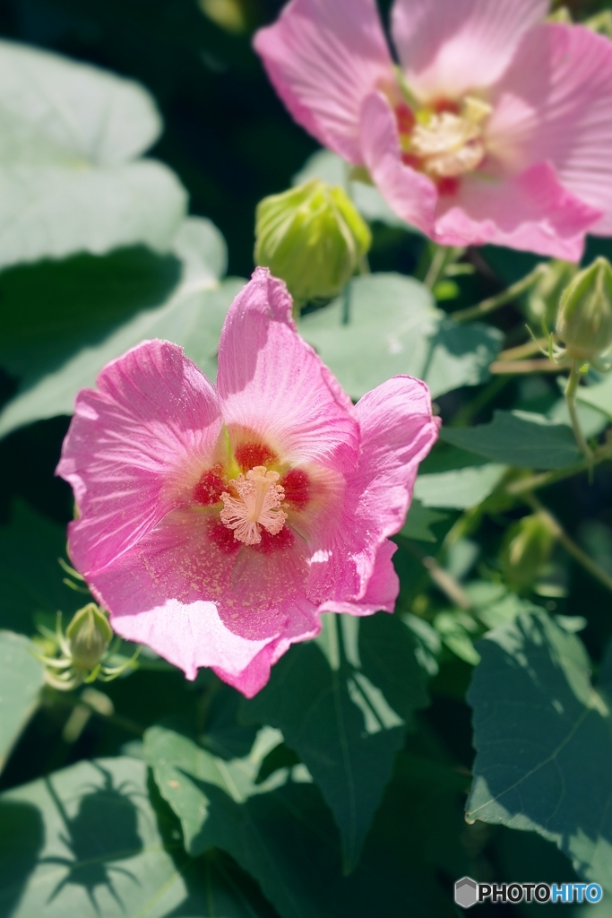 ピンクの芙蓉