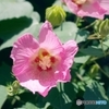 ピンクの芙蓉