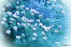 池にせり出した合歓の木の花