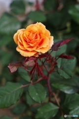 クイーンバガテル