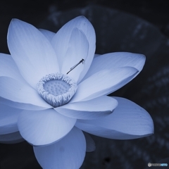 清涼花に糸蜻蛉