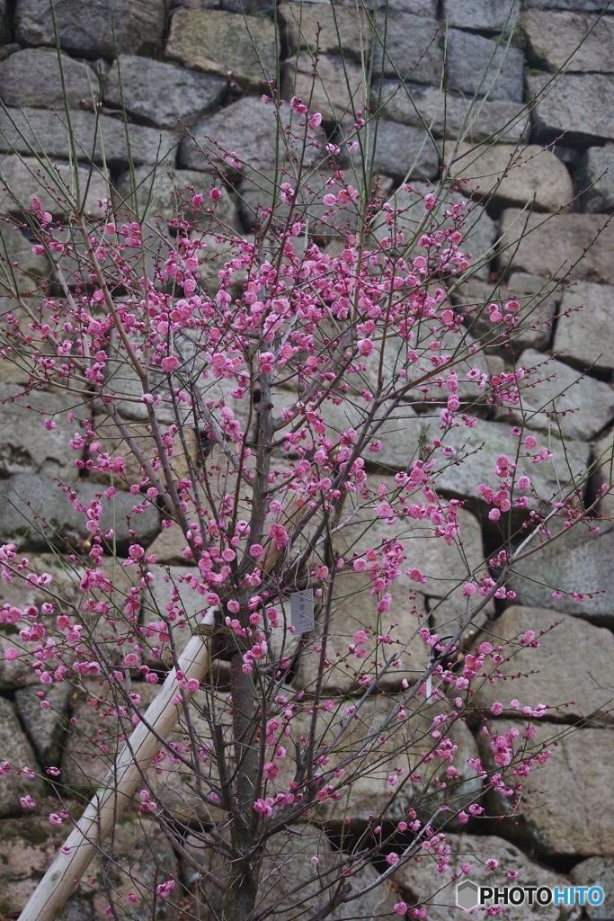 未開紅出番待ち