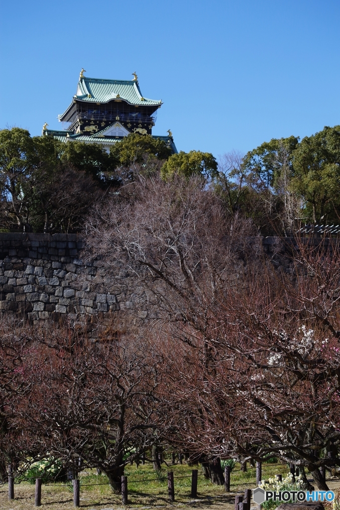 大寒の大阪城梅林