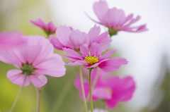 優しさに包まれて