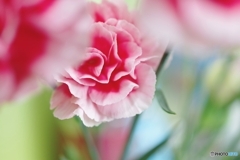 Carnation②