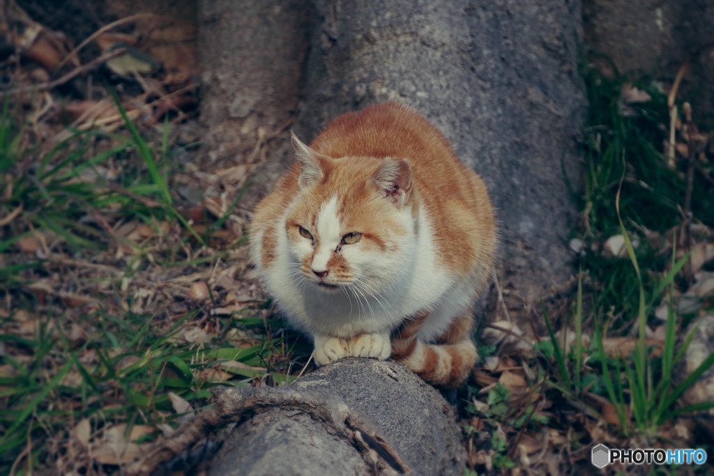 思案猫