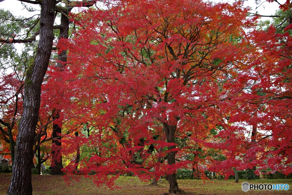 京都御苑の楓