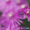 今日の誕生花 松葉菊