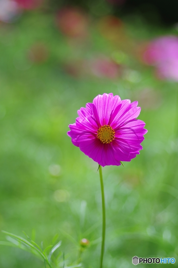 光の中の秋桜