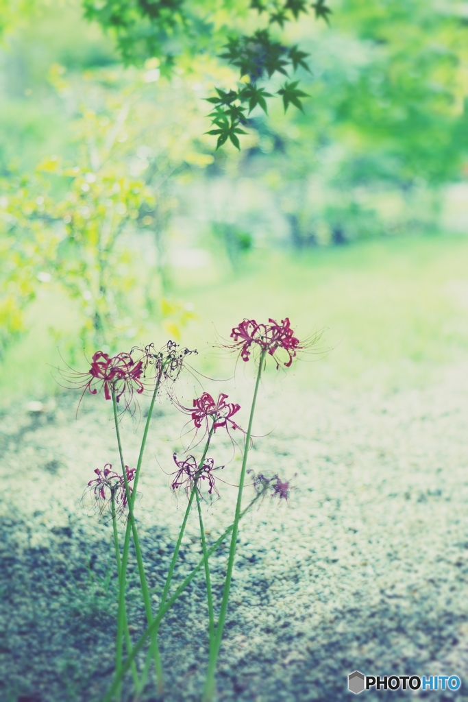 点在した蕾たちは。。。