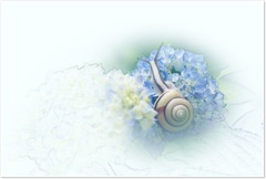 夏の絵手紙 flowerとsnail