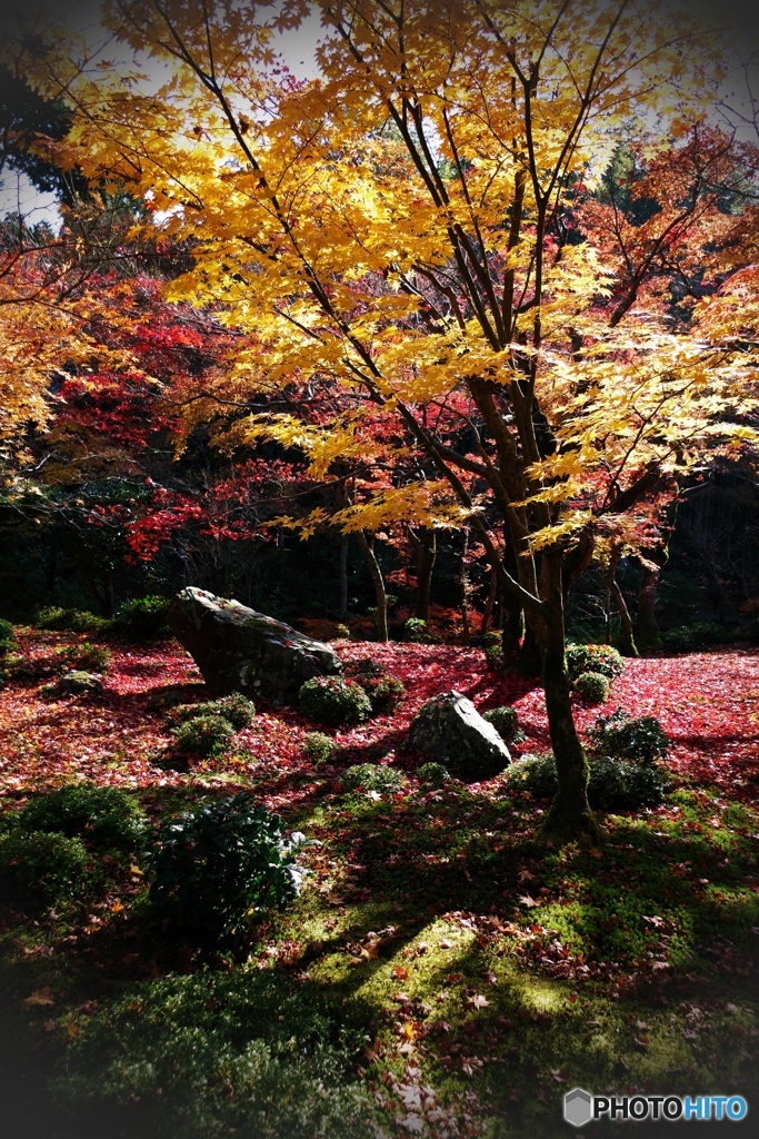 錦秋の園光寺庭園 