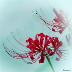 菩提寺の秋の華
