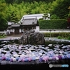 具足池あじさい浮かべ